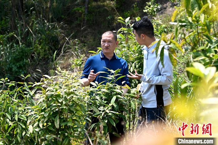 張高漢向參訪(fǎng)者介紹金花茶種植情況?！埥鸫?攝