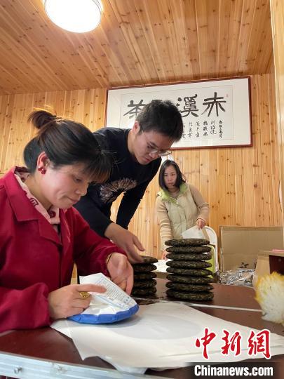 資料圖：杜贏(左二)在整理白茶餅。　林春茵 攝